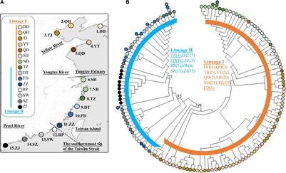 Phylogeography of Tridentiger bifasciatus (Gobiidae) in the Northwestern Pacific